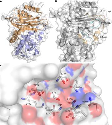 Structural Comparisons of Cefotaximase (CTX-M-ase) Sub Family 1